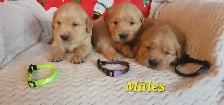 chiots Golden retriever blond , doré