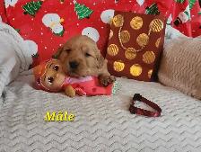 chiots Golden retriever blond , doré - Photo 2