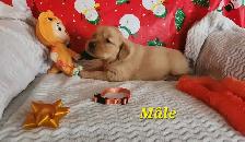 chiots Golden retriever blond , doré - Photo 3
