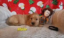 chiots Golden retriever blond , doré - Photo 6