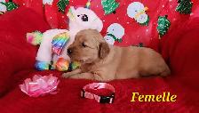 chiots Golden retriever blond , doré - Photo 7