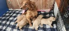 chiots Golden retriever blond , doré - Photo 8
