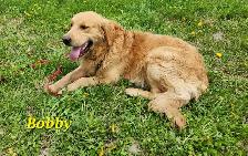 chiots Golden retriever blond , doré - Photo 9