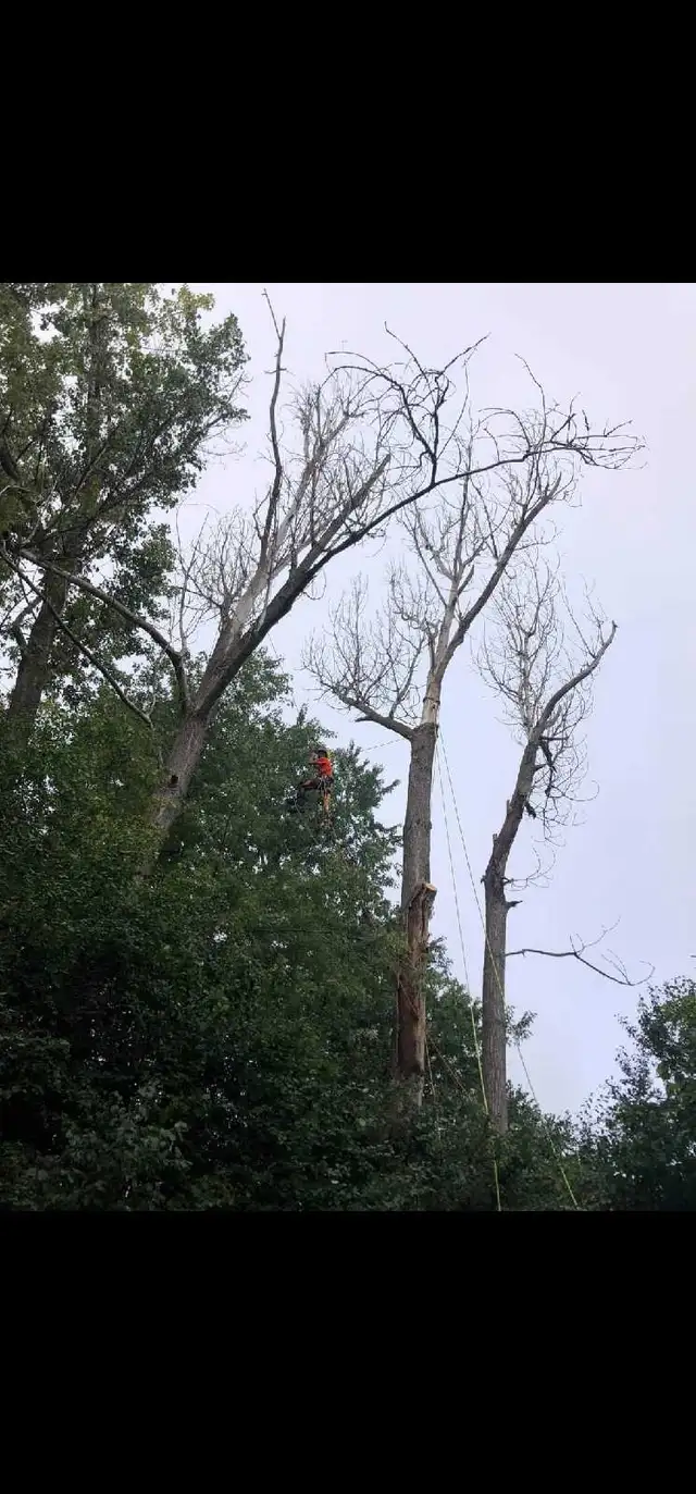 TORONTO TREE GUYS - TREE REMOVAL - PRUNING - LICENSED & INSURED - Photo 2