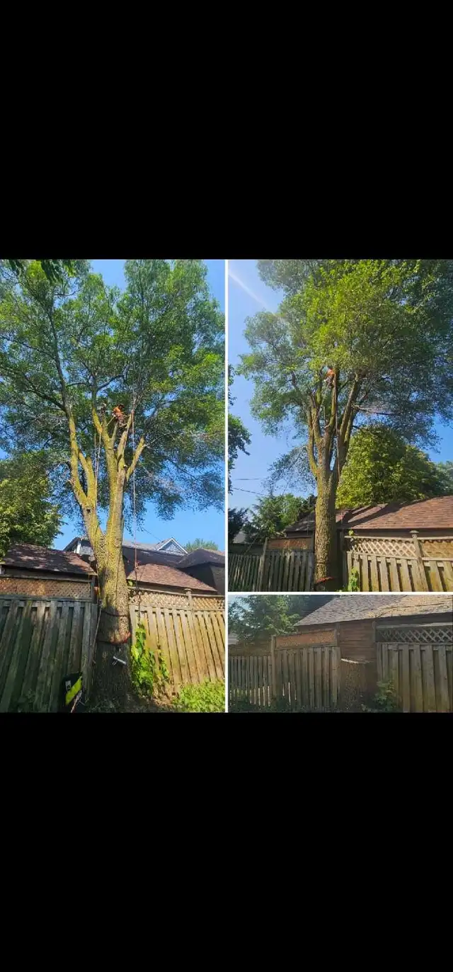 TORONTO TREE GUYS - TREE REMOVAL - PRUNING - LICENSED & INSURED - Photo 3
