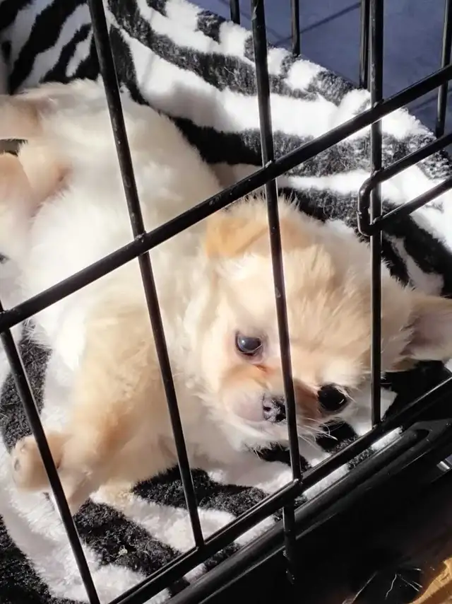 femelle chihuahua enr au Club Canin Canadien