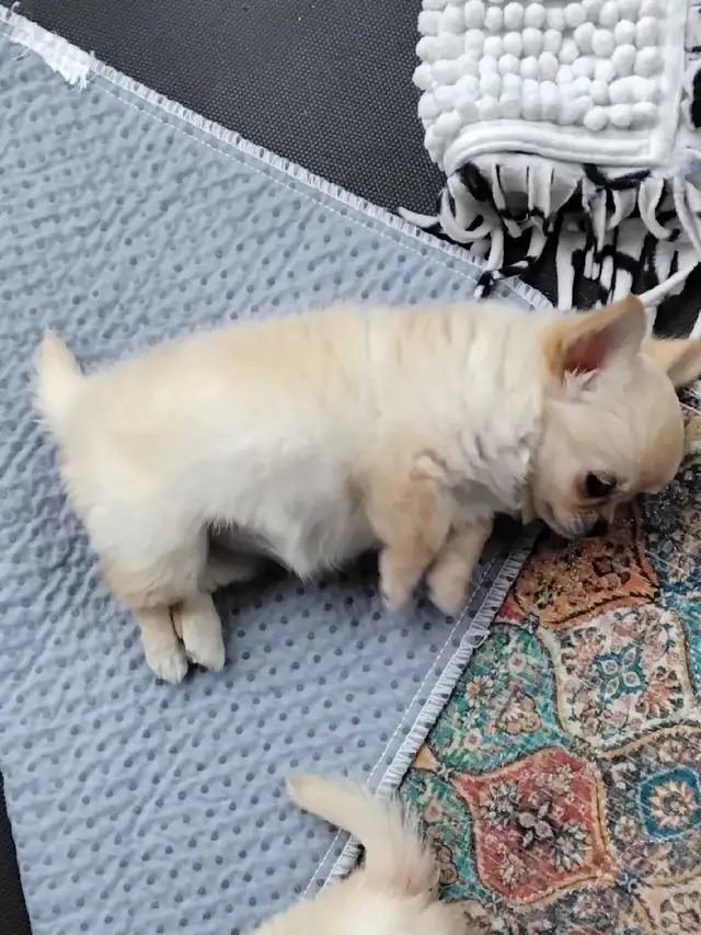 femelle chihuahua enr au Club Canin Canadien - Photo 2