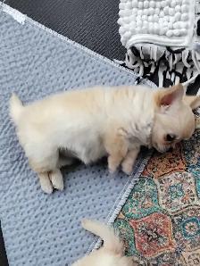 femelle chihuahua enr au Club Canin Canadien - Photo 2