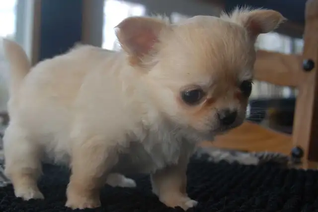 femelle chihuahua enr au Club Canin Canadien - Photo 3