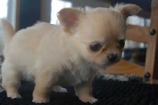 femelle chihuahua enr au Club Canin Canadien - Photo 3