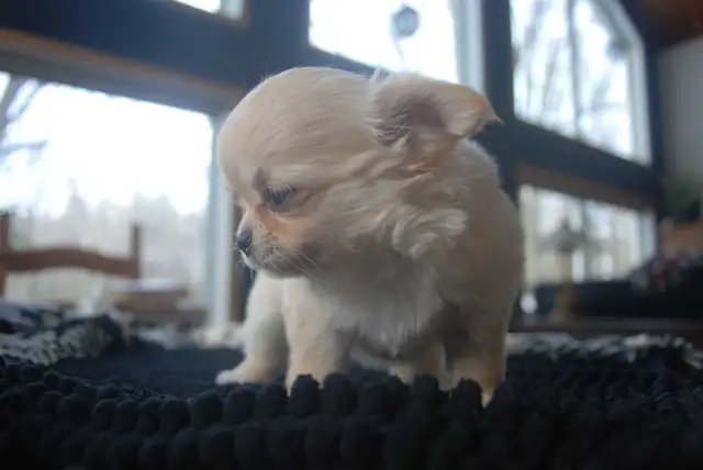 femelle chihuahua enr au Club Canin Canadien - Photo 4
