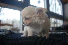 femelle chihuahua enr au Club Canin Canadien - Photo 4