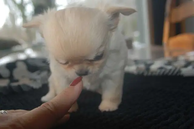 femelle chihuahua enr au Club Canin Canadien - Photo 5