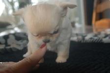 femelle chihuahua enr au Club Canin Canadien - Photo 5