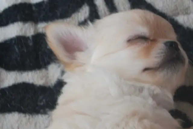 femelle chihuahua enr au Club Canin Canadien - Photo 6