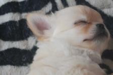 femelle chihuahua enr au Club Canin Canadien - Photo 6