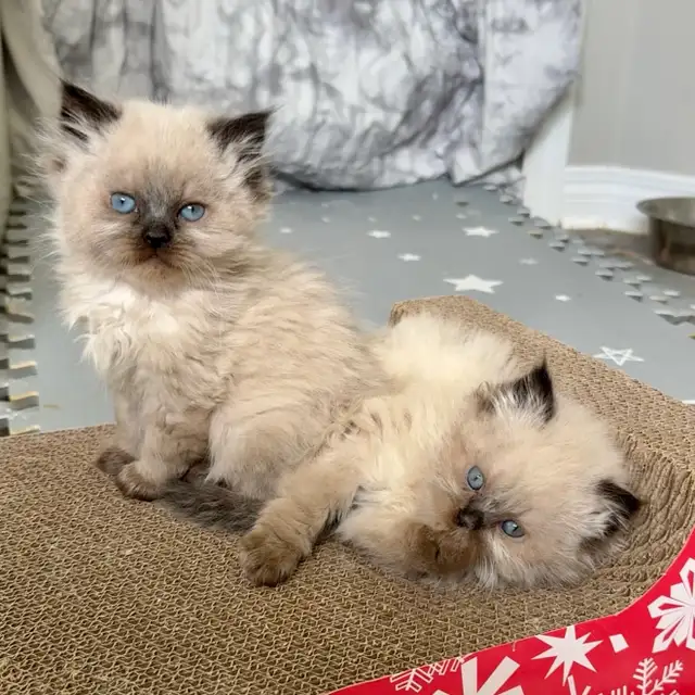 Himalayan Kittens