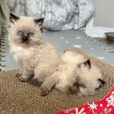 Himalayan Kittens