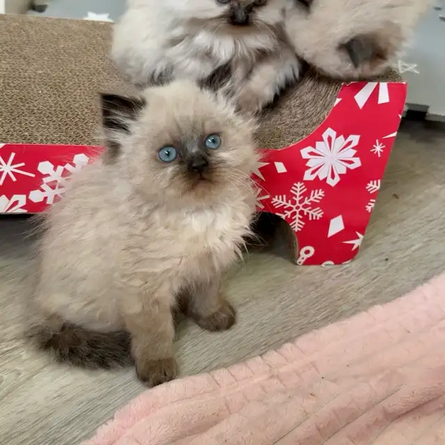 Himalayan Kittens - Photo 2