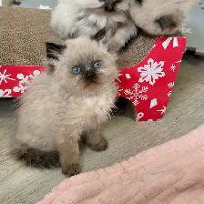 Himalayan Kittens - Photo 2