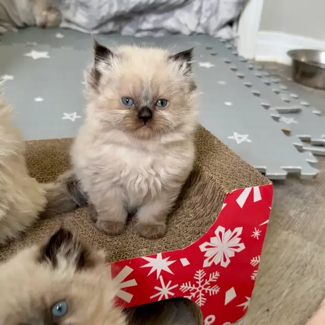 Himalayan Kittens - Photo 3