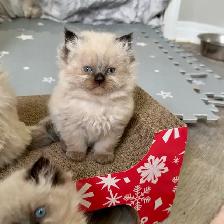 Himalayan Kittens - Photo 3