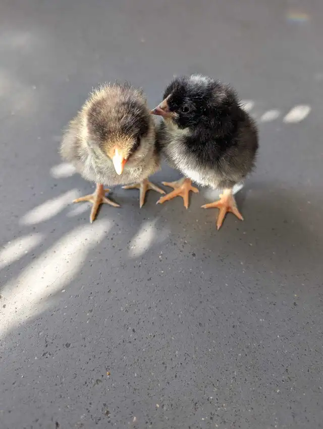 barn yard mix chicks