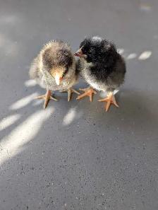 barn yard mix chicks