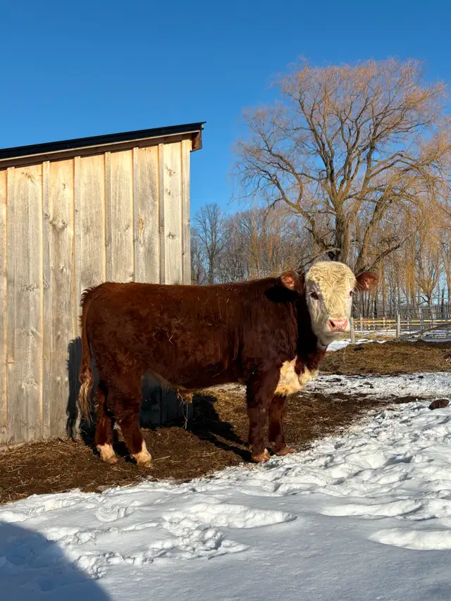 Hereford Bull - Forlorn-River Nascar
