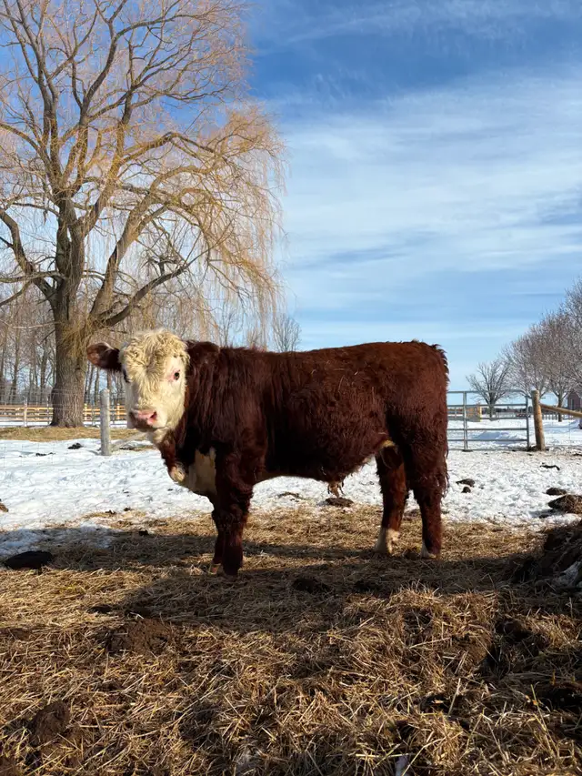 Hereford Bull - Forlorn-River Nascar - Photo 2