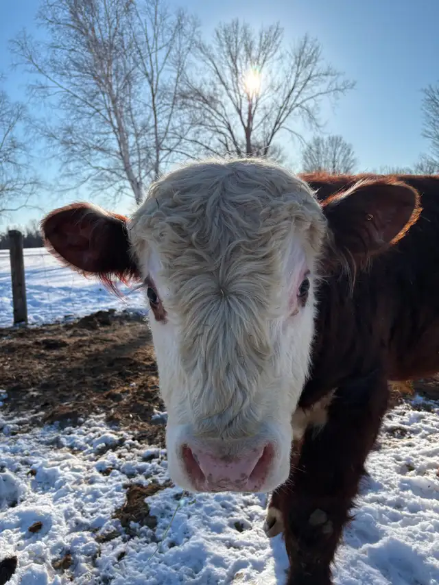 Hereford Bull - Forlorn-River Nascar - Photo 3