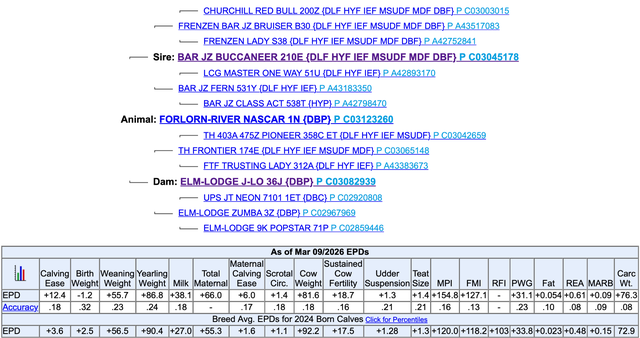 Hereford Bull - Forlorn-River Nascar - Photo 4