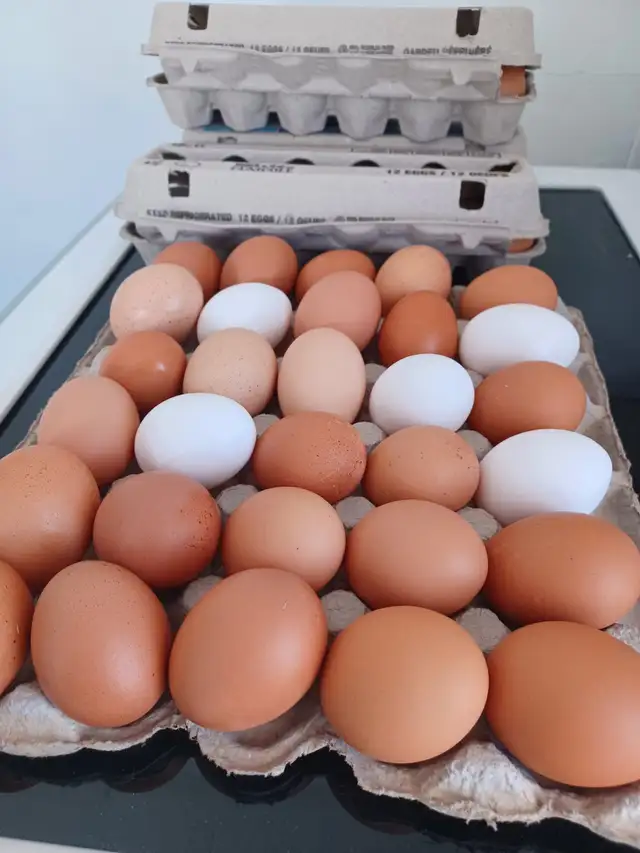 SUPER ,BONS GROS oeufs frais tous les jours - Photo 2