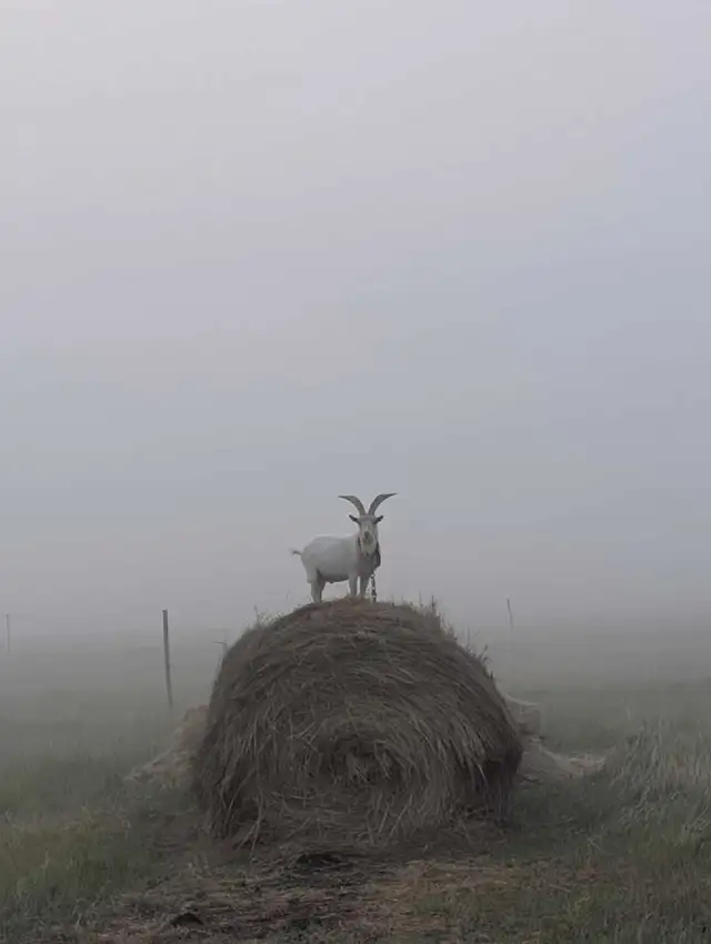 ISO registered Nigerian dwarf doeling