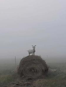 ISO registered Nigerian dwarf doeling