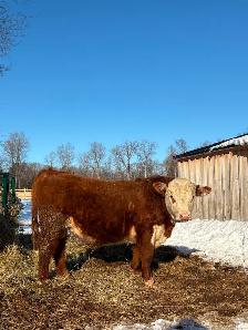 Hereford Bull - Forlorn-River Neville
