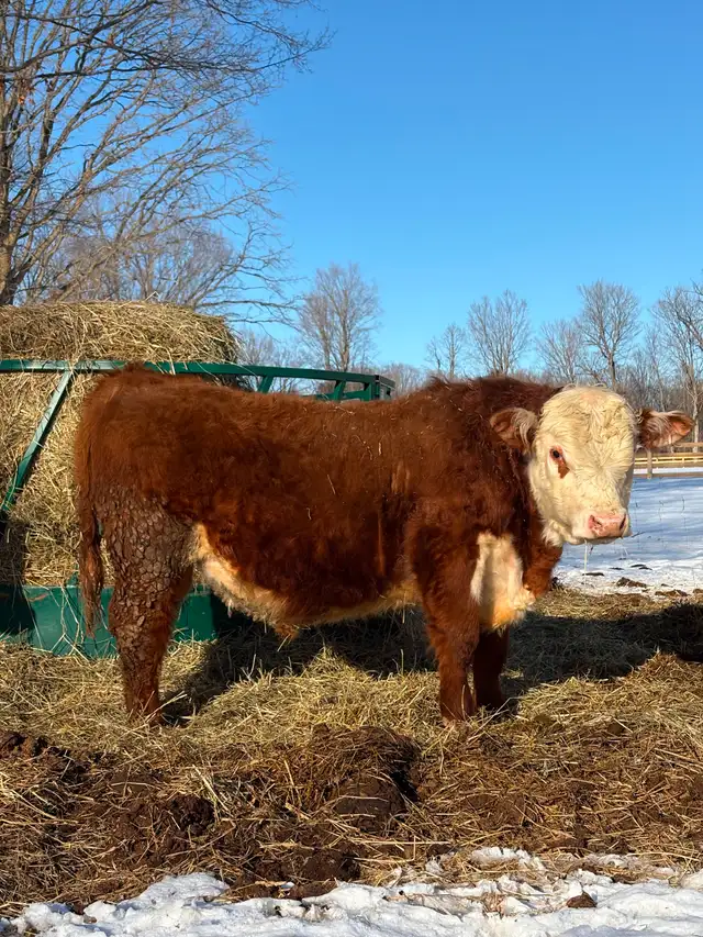 Hereford Bull - Forlorn-River Neville - Photo 2