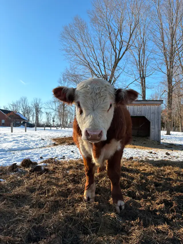 Hereford Bull - Forlorn-River Neville - Photo 3