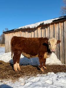 Hereford Bull - Forlorn-River Nugget