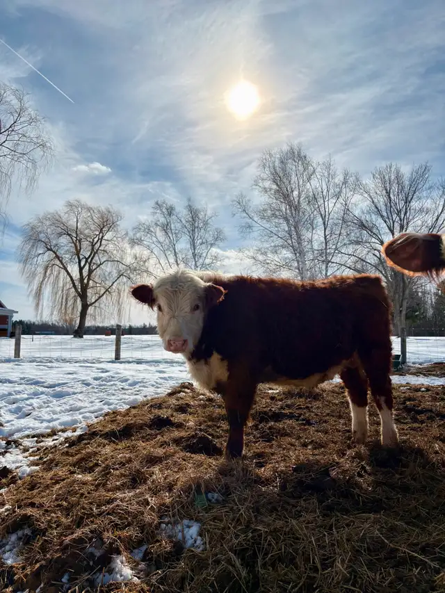 Hereford Bull - Forlorn-River Nugget - Photo 2