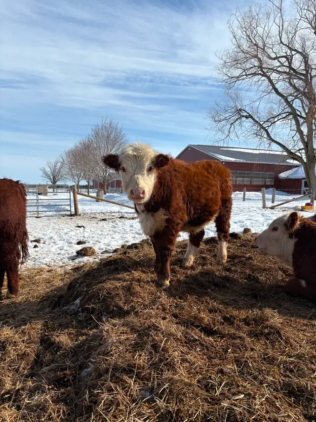 Hereford Bull - Forlorn-River Nugget - Photo 3