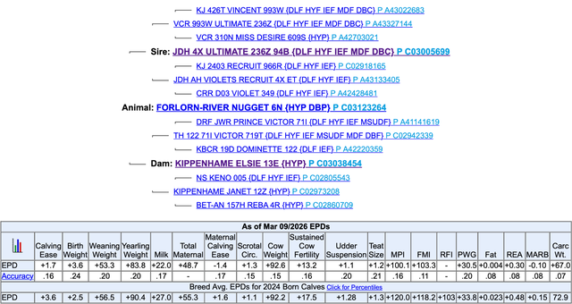 Hereford Bull - Forlorn-River Nugget - Photo 4