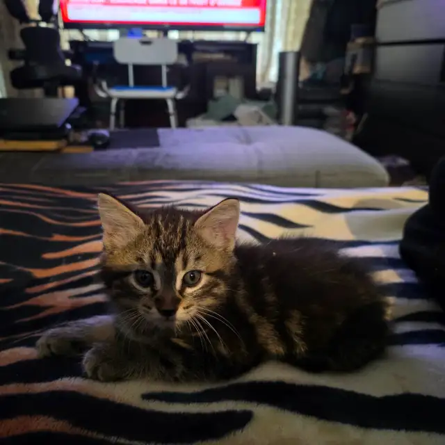 Adorables chatons mâles prêts pour une famille aimante ❤️