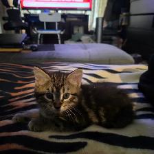 Adorables chatons mâles prêts pour une famille aimante ❤️