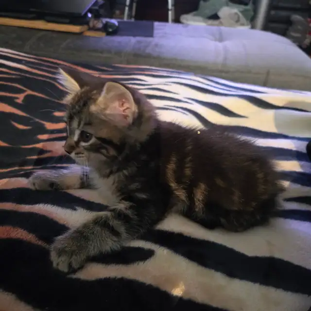 Adorables chatons mâles prêts pour une famille aimante ❤️ - Photo 2