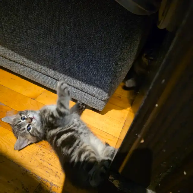 Adorables chatons mâles prêts pour une famille aimante ❤️ - Photo 3