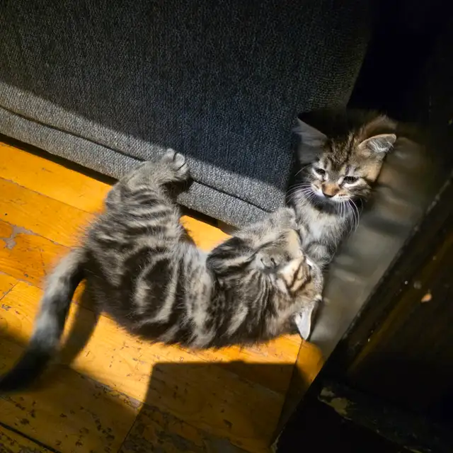 Adorables chatons mâles prêts pour une famille aimante ❤️ - Photo 4