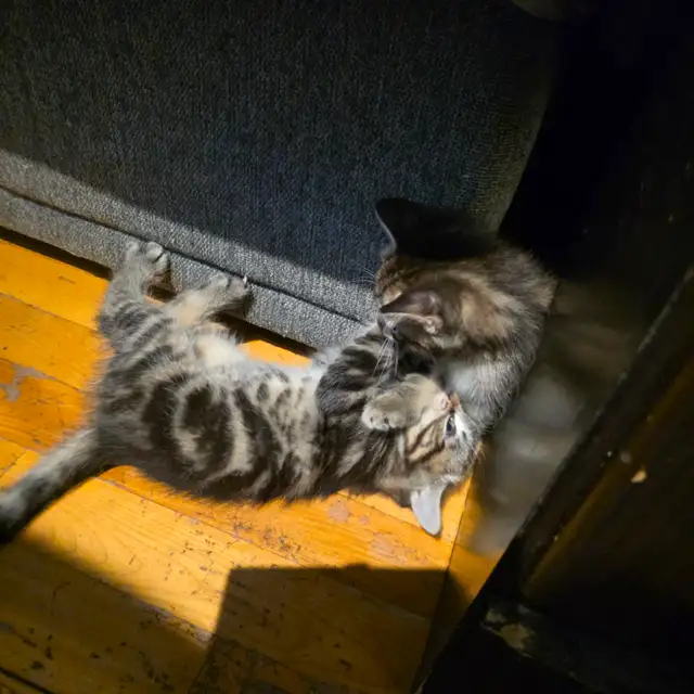 Adorables chatons mâles prêts pour une famille aimante ❤️ - Photo 5