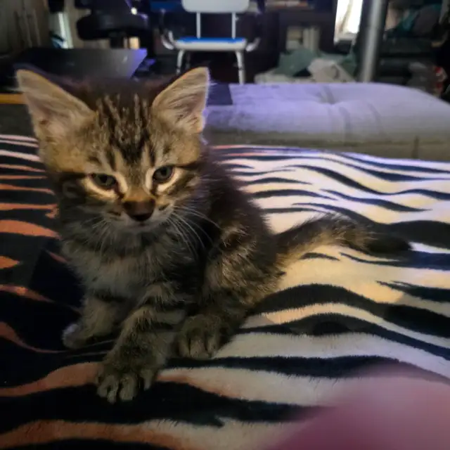 Adorables chatons mâles prêts pour une famille aimante ❤️ - Photo 6