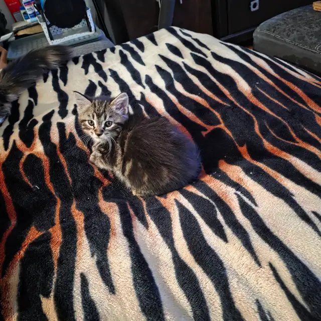 Adorables chatons mâles prêts pour une famille aimante ❤️ - Photo 7